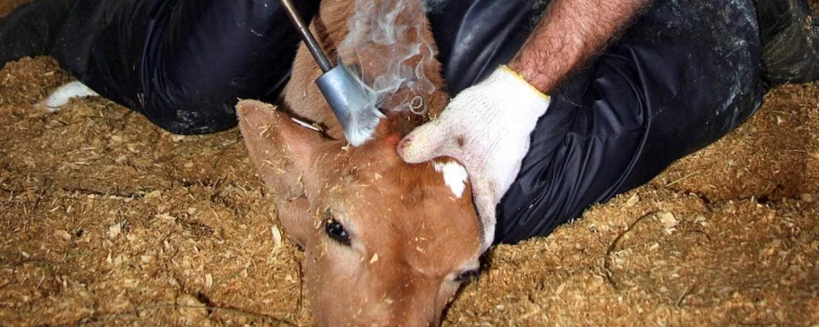 Disbudding a calf